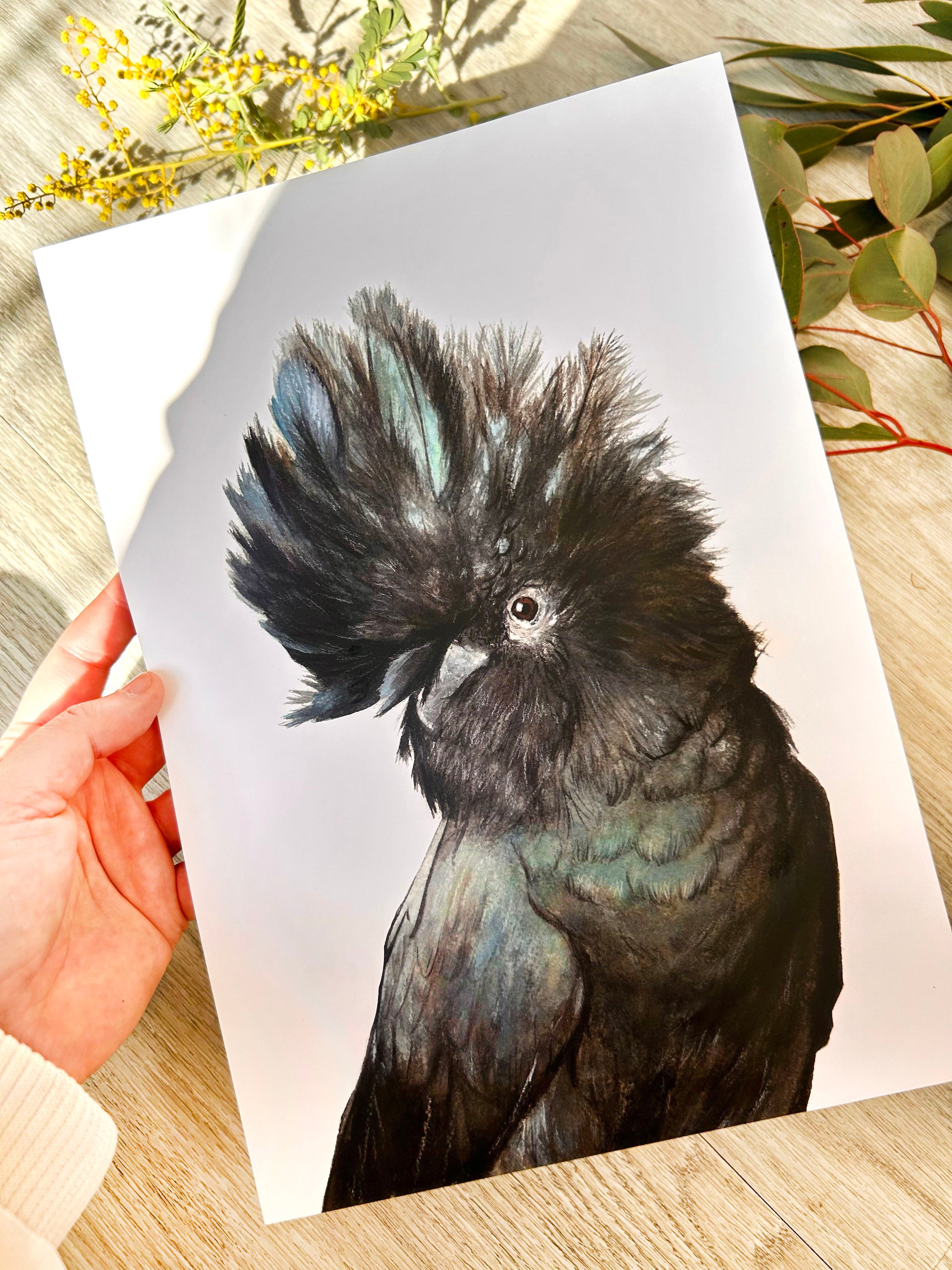 Billy the Black Cockatoo