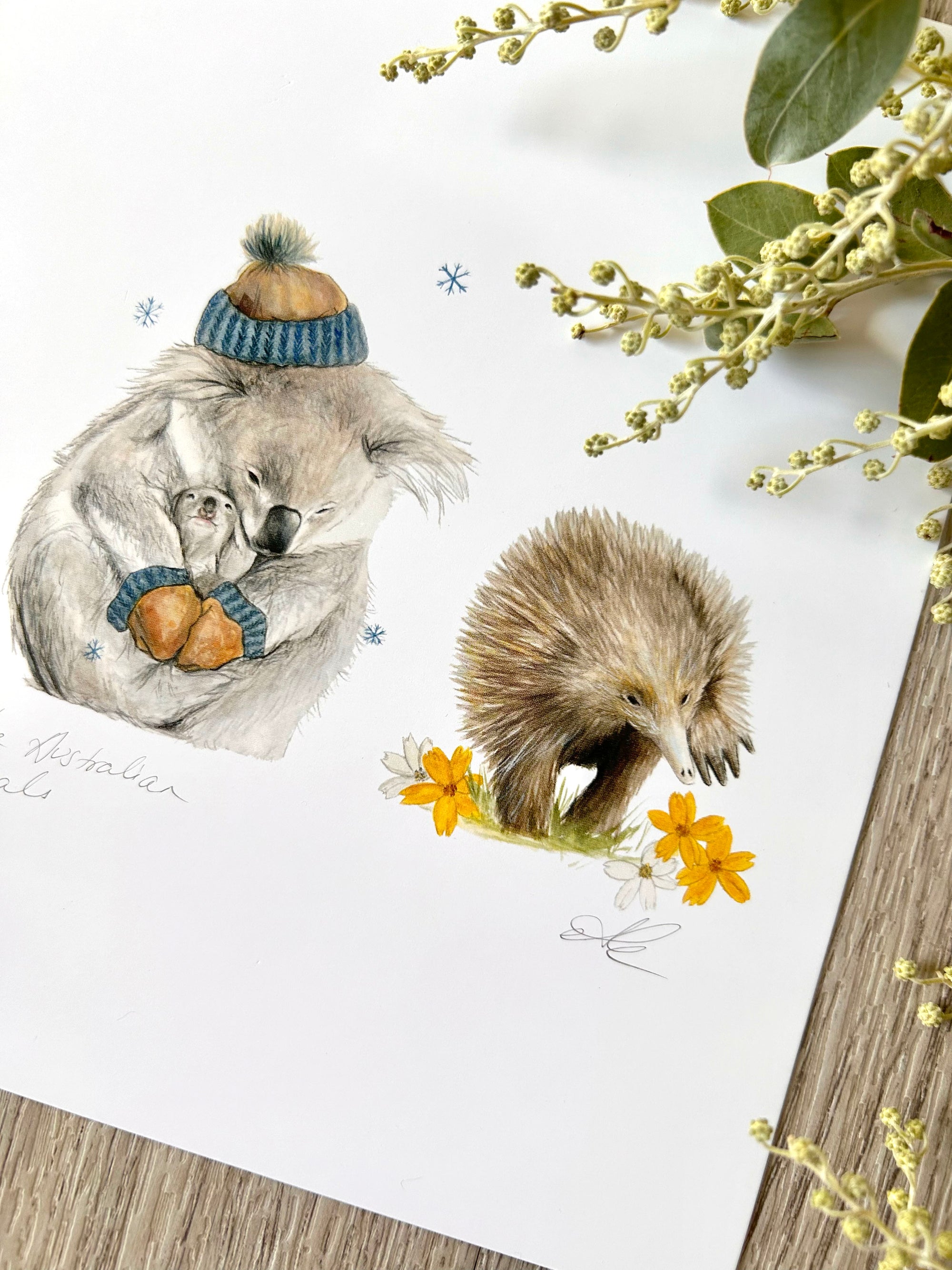 Seasons of the Australian Animals