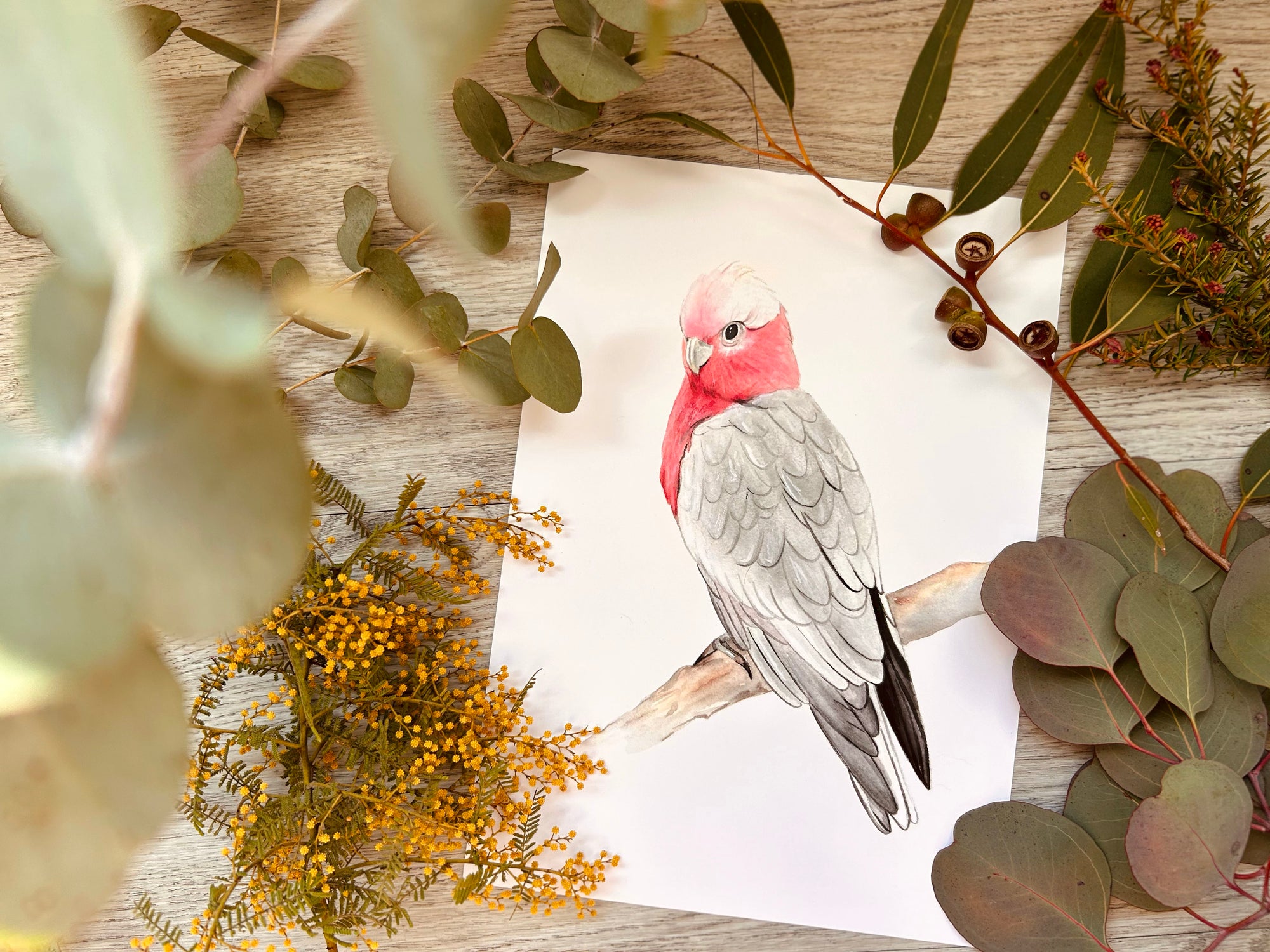 Georgie the Galah