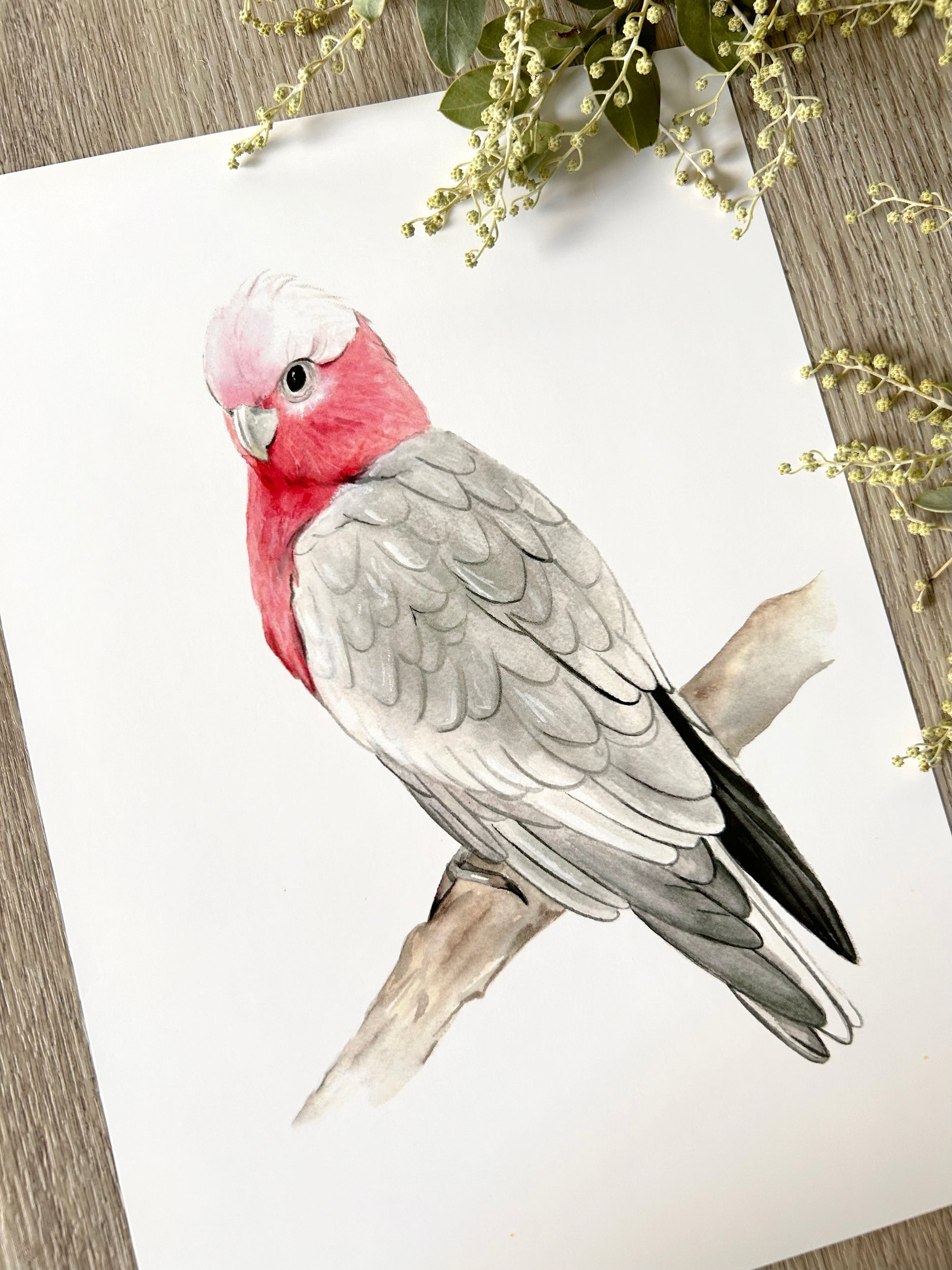 Georgie the Galah