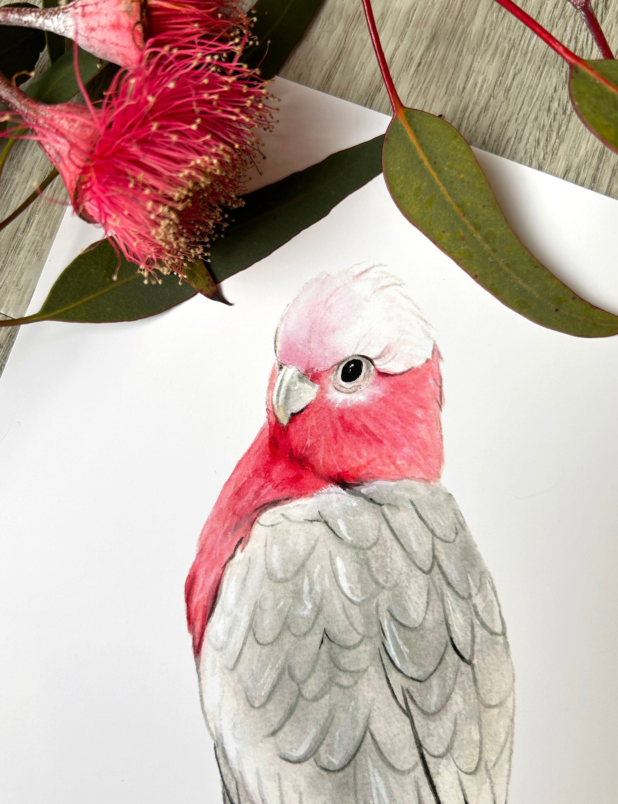 Georgie the Galah