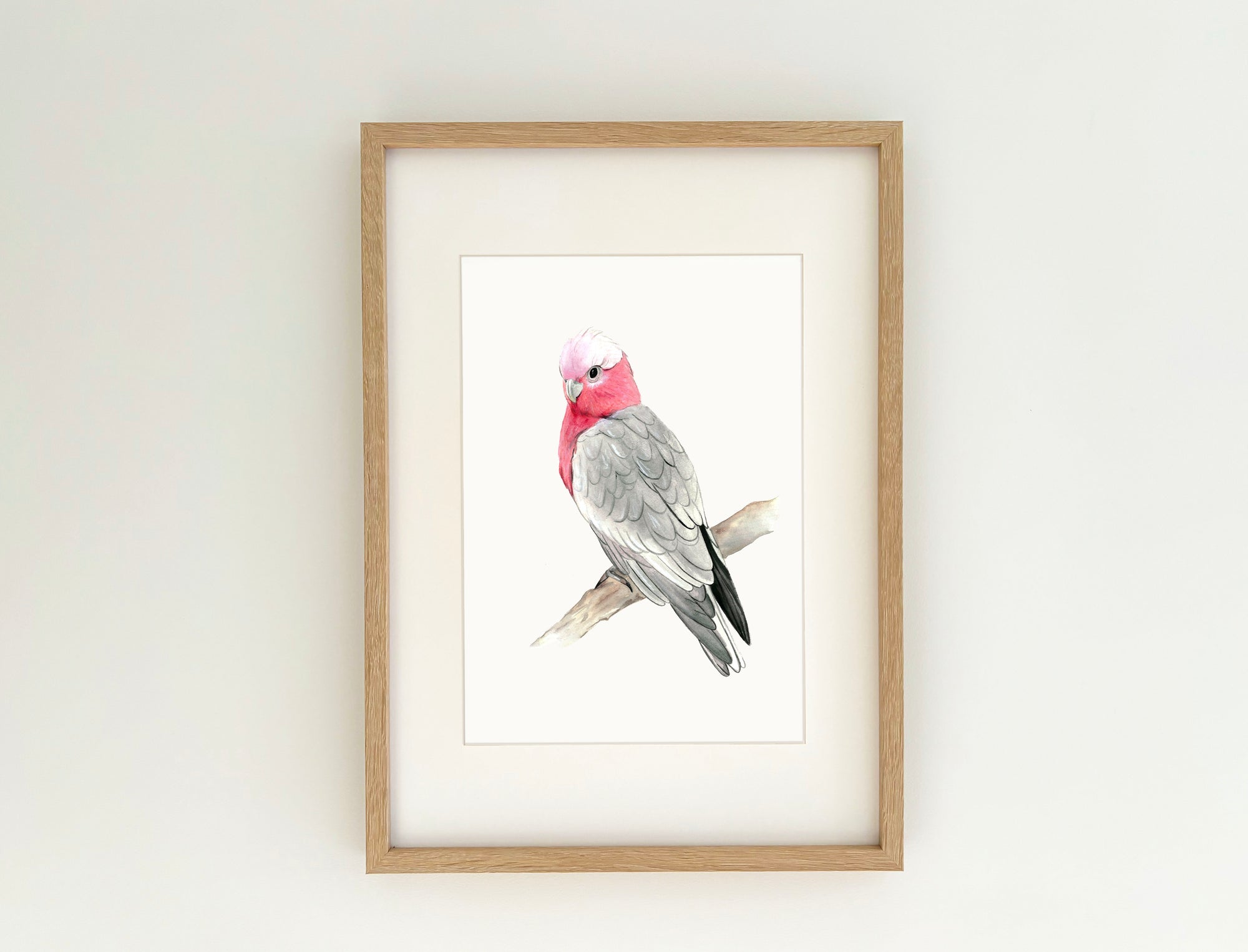 Georgie the Galah