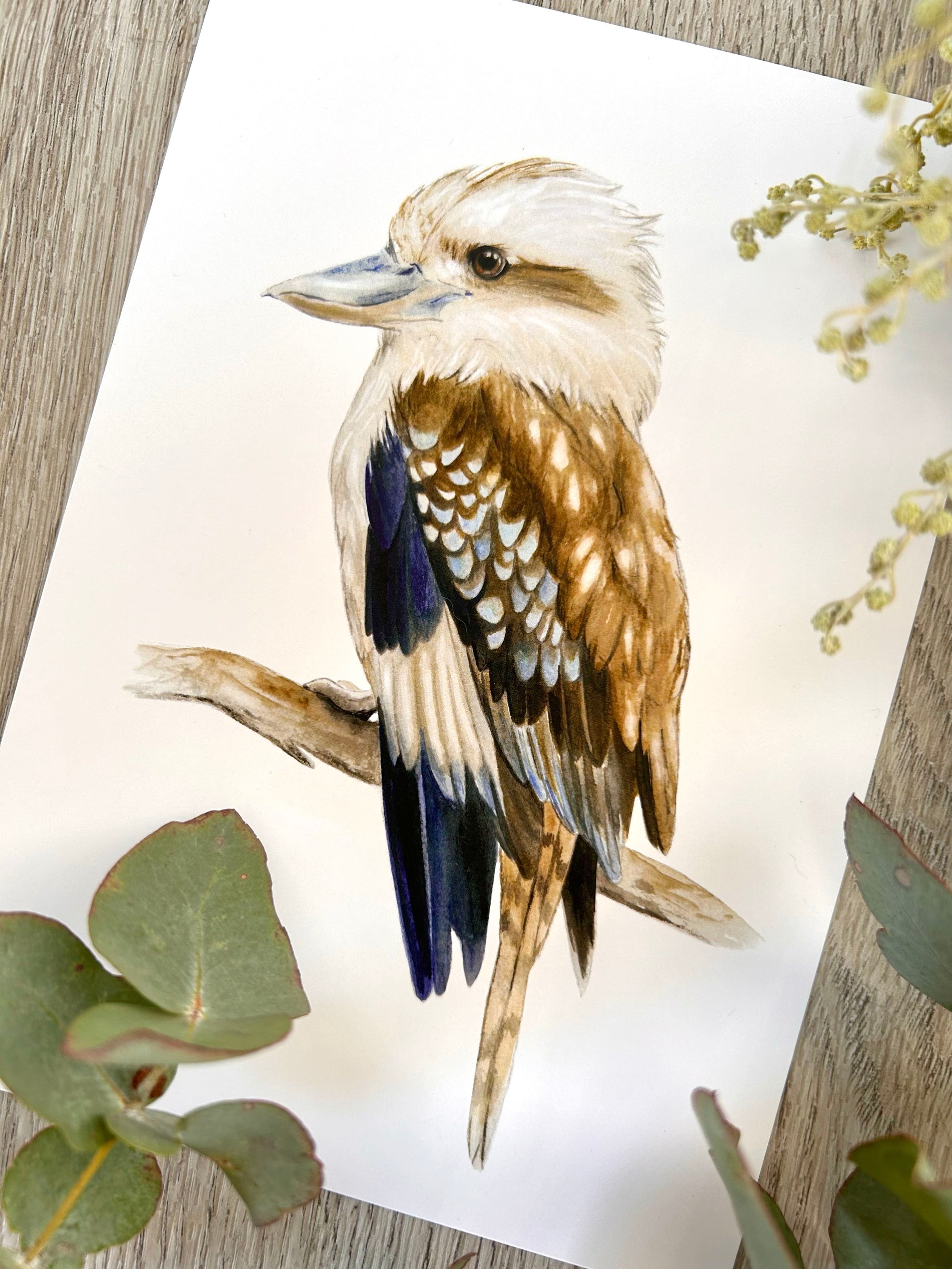 Kai the Laughing Kookaburra