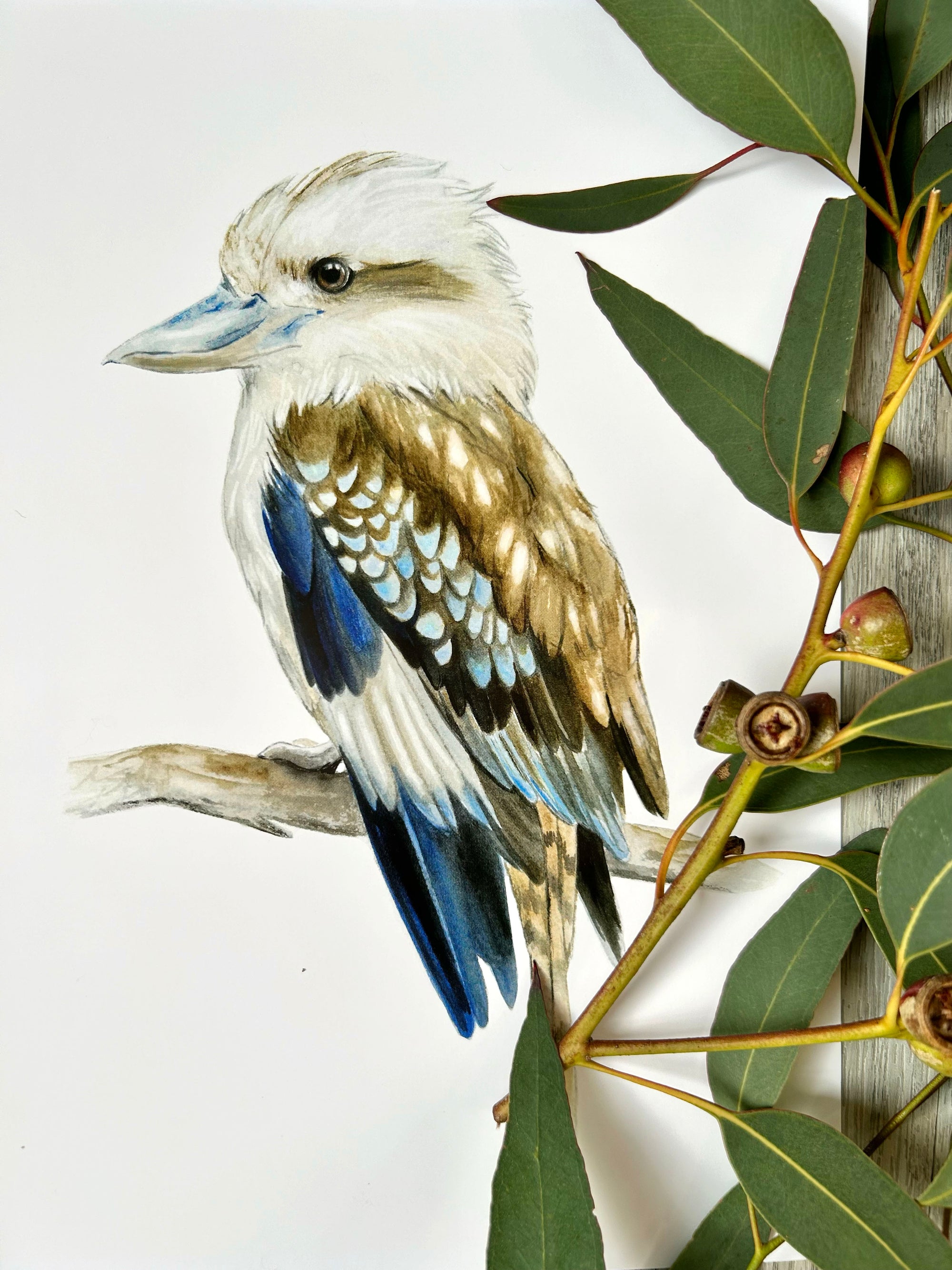 Kai the Laughing Kookaburra