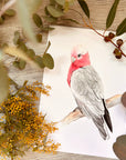 Georgie the Galah