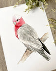 Georgie the Galah