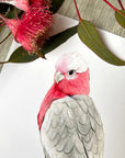 Georgie the Galah