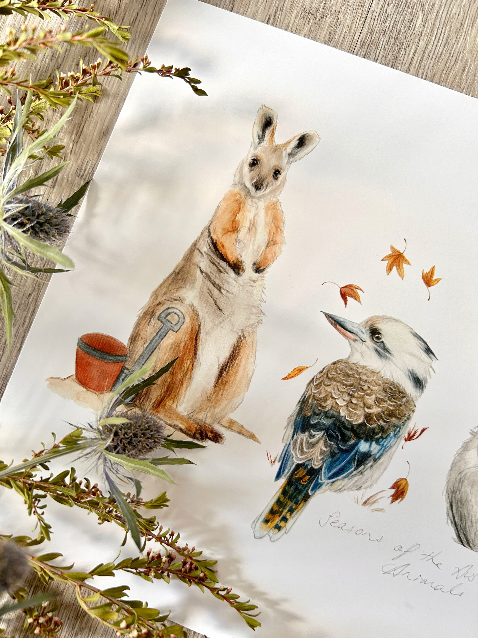 Seasons of the Australian Animals