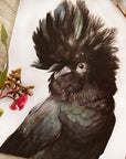 Billy the Black Cockatoo